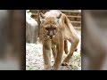 Big Cat Rescue: Crippled Cougar Undergoes Emergency Leg Surgery