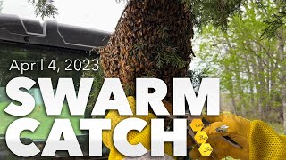 Swarm Catch - April 2023 [Spring Swarm Catch by a Professional Beekeeper]