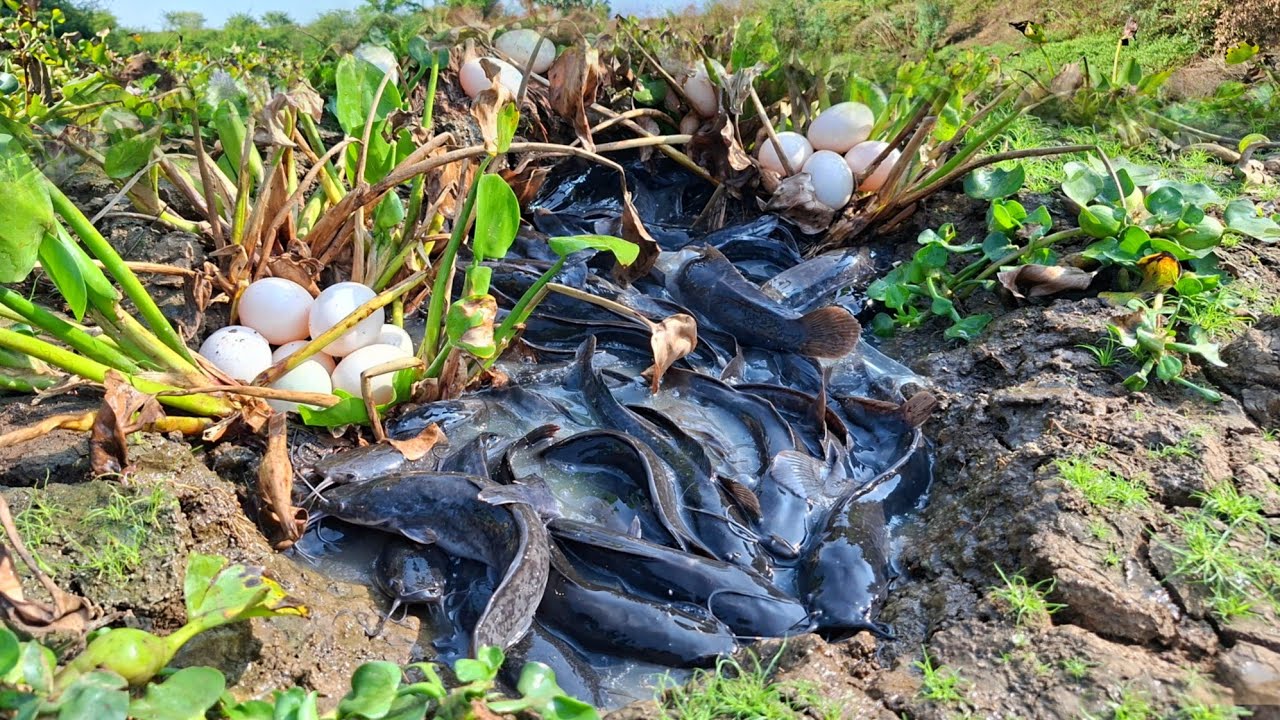 Wow, amazing. A woman caught a lot of fish and collected eggs in a pond ...