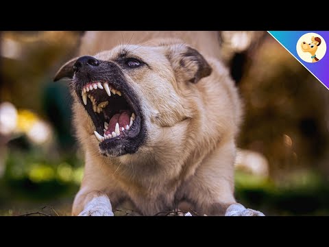 Video: Was tun bei einem Hundeangriff?