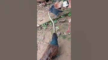 #Chim Bìm Bịp Ăn Rắn Cạp Nia#shortvideo#snake#shorts#trending#snake#youtubeshorts#ytshorts#yt