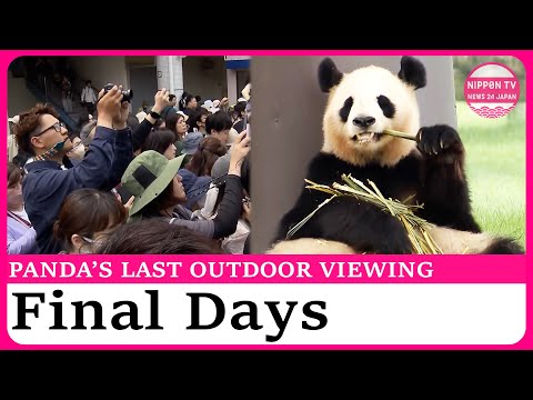 A Chance for Lasting Survival パンダ 中国 A Chance for Lasting Survival パンダ 中国