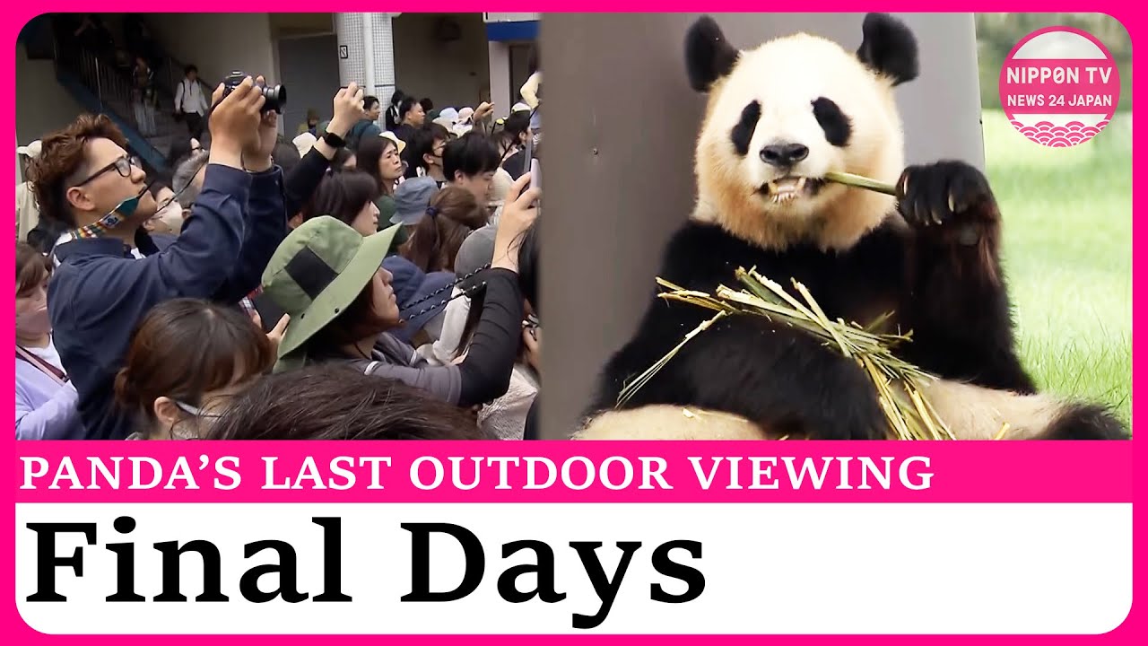 Panda fans flock to see pandas outdoors before isolation and