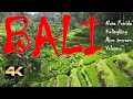 Bali trip  nusa penida  kelingking rice terrace volcano 4k indonsie indonesia  