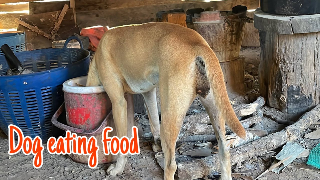 Healthy Eating for Dogs