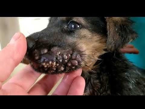 Video: Köpeklerde Toksoplazmoz