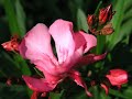 みずき小夜子 うたかたの花 カラオケ