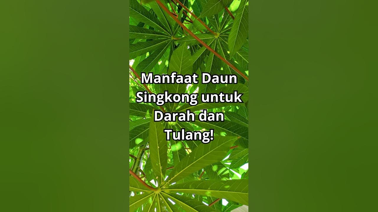 Manfaat Daun Singkong Untuk Darah dan Tulang. #edukasikesehatan #jadisehat #daunsingkong Manfaat Daun Singkong Untuk Darah dan Tulang. #edukasikesehatan #jadisehat #daunsingkong