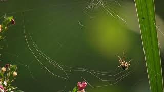 Spider Spinning its Web - Closeup Video 😍👏👏👏