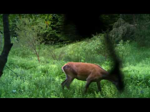 შველი ბორჯომ-ხარაგაულის ეროვნულ პარკში | Borjomi-Kharagauli National Park