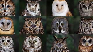 Footage shows 12 hand-reared owls trained for flying displays | SWNS