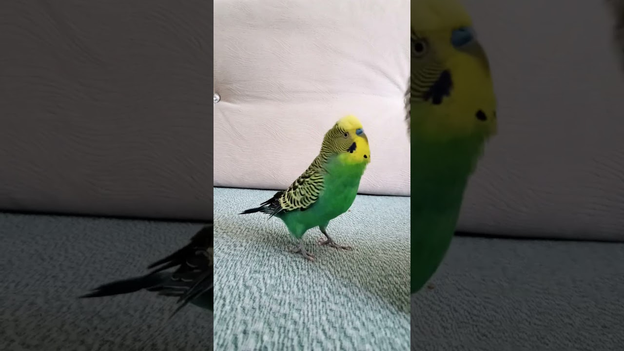 Kuduruk😁🫣😱 #muhabbetkuşu #talkingparot #talkingparot #birds #blackfacebudgie #budgies