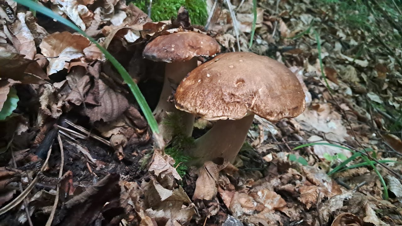Explozie de hribe de tufa💪🏻🍄‍🟫😱