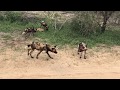 Wild dogs attacking hyena in Kruger National Park