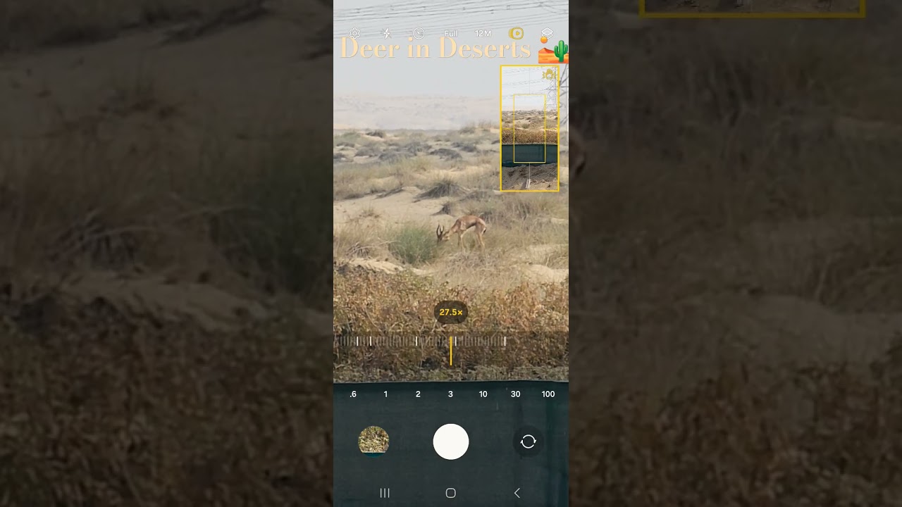 Dubai: Where even the deer are extravagant