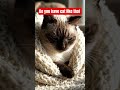 cute cat #toturial #cat