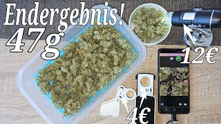 [Endergebnis!] Legaler Cannabis Balkon Grow - Autoflower - Melonade Runtz + Tipp für Mikroskop!