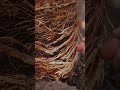 roots