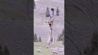 Incredible How Animals This Size Can Scale A Tree That Quickly. 🎥: (Thesharrmountains/Ig)