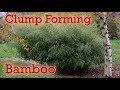 The Best Clump Forming Bamboo You Can Grow - Fargesia Guide