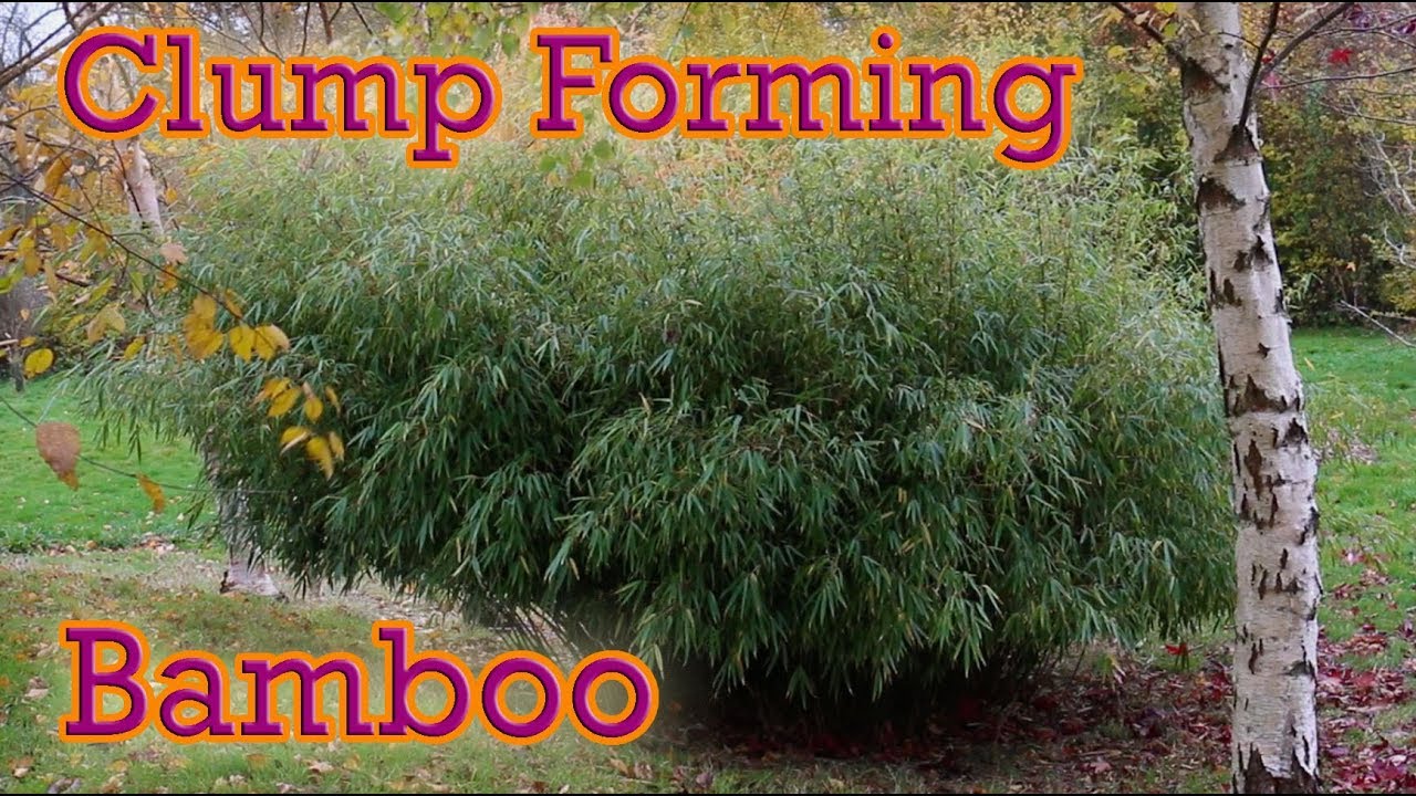 The Best Clump Forming Bamboo You Can Grow - Fargesia Guide - YouTube
