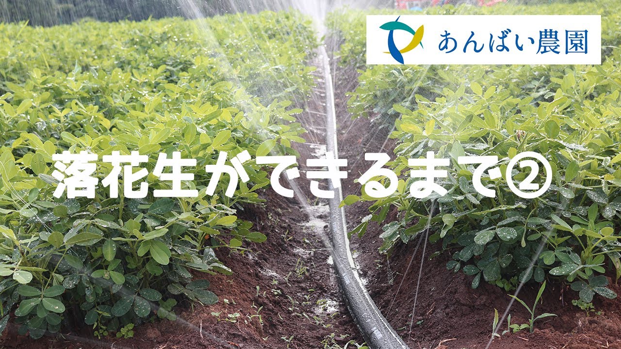 あんばい農園の 煎り落花生 ができるまで あんばい農園