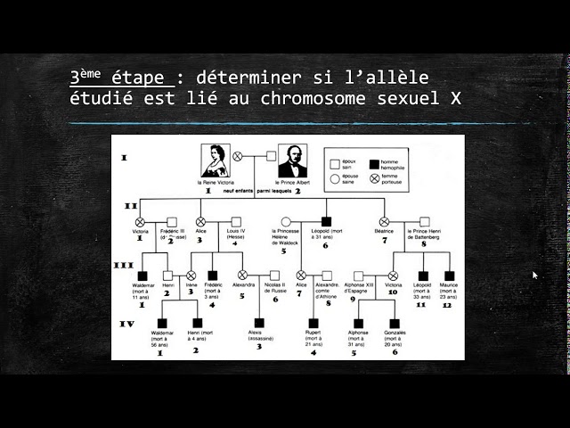 Exercice Corrigé Génétique Arbre Généalogique Pdf