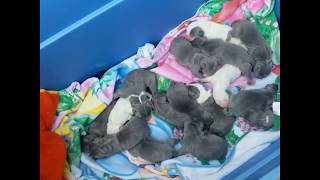 Pit Bull Has 17 Puppies For Her First Liter, Second Heat, And Only 20 Months Old Part 1.