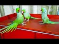 Amazing Chatterbox Ringneck Talking Parrots|Conversation With Each Other In Urdu Hindi So Cute Video