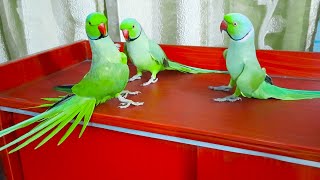 Amazing Chatterbox Ringneck Talking Parrots|Conversation With Each Other In Urdu Hindi So Cute Video screenshot 1