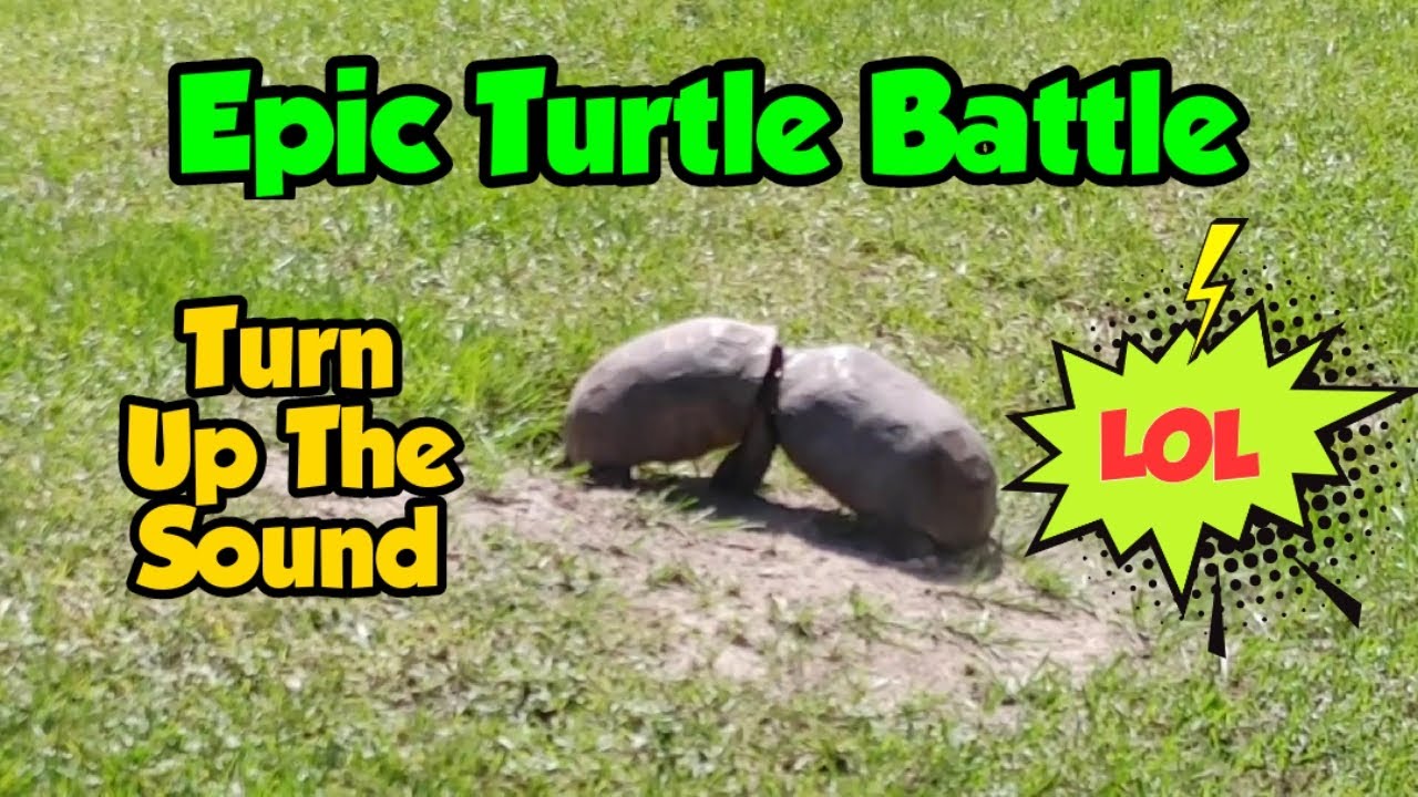 Funny Epic Turtle Battle. Turn Up The Sound. Who Won?  😀😀