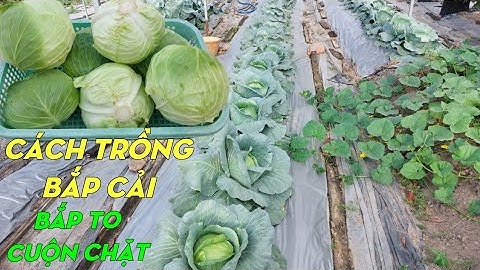 Cách trồng cải bắp (bắp cải) | Phan Đức #216