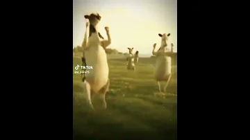 حمودي مودي مودي 