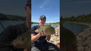 Mais und Hanf 👌 top für Brassen #fishing #carpfishing #river