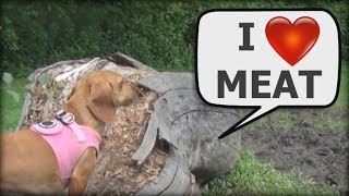 Dachshunds - Blue Wilderness Commercial (parody, spoof, comedy)