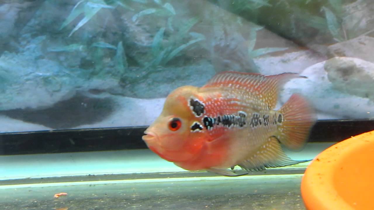 Red monster kok female flowerhorn YouTube