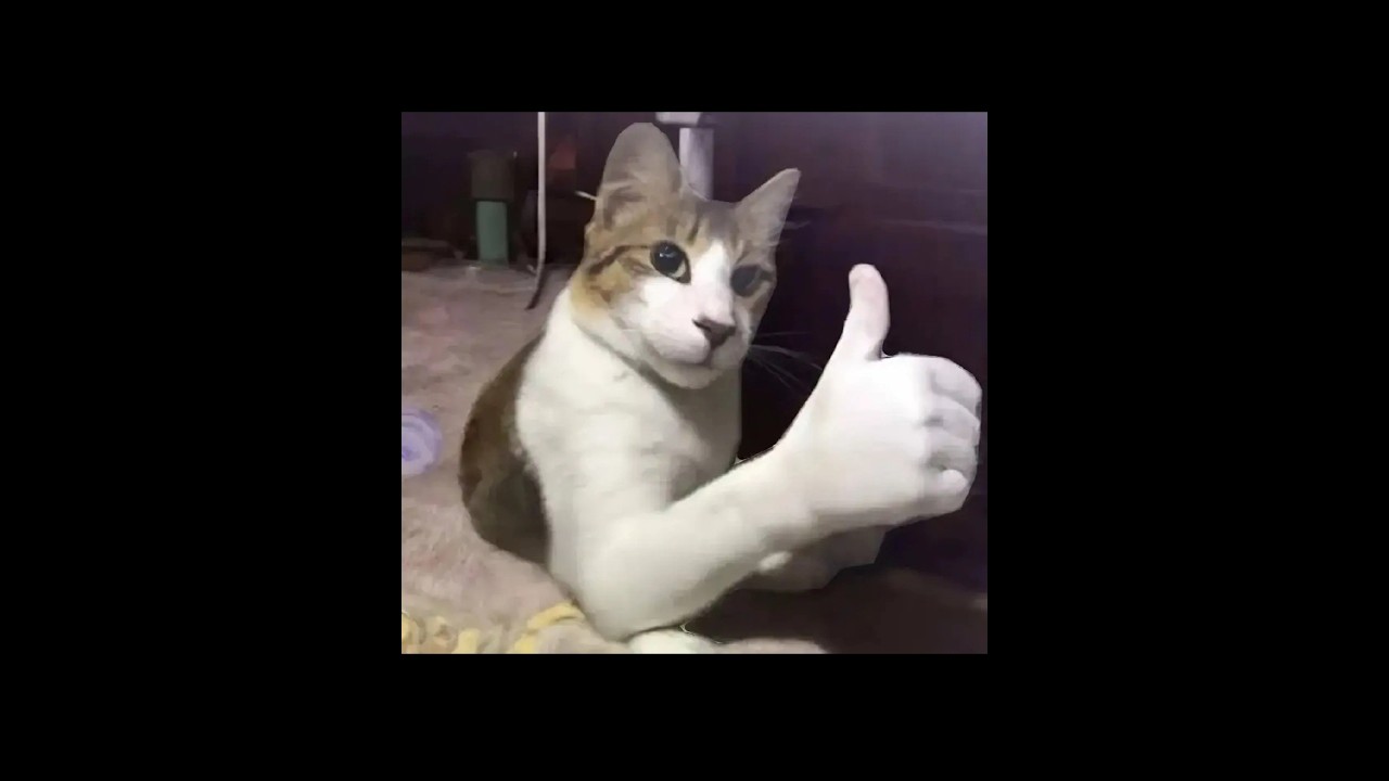 Cat sign moment 💀😂