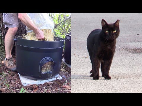 Video: Community Cat Garden Offre Ai Gatti Selvatici Una Seconda Possibilità Di Vita