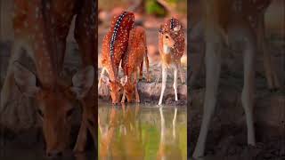 #rehe #aus #afrika #am #trinken #am #wasser #loch #rehkitz