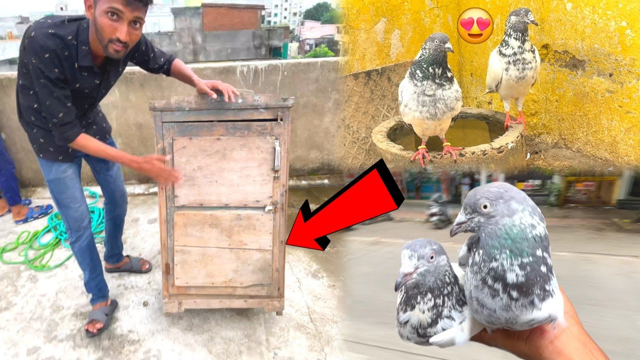 Kabootar Ke Liye Naya Ghar Liya😍