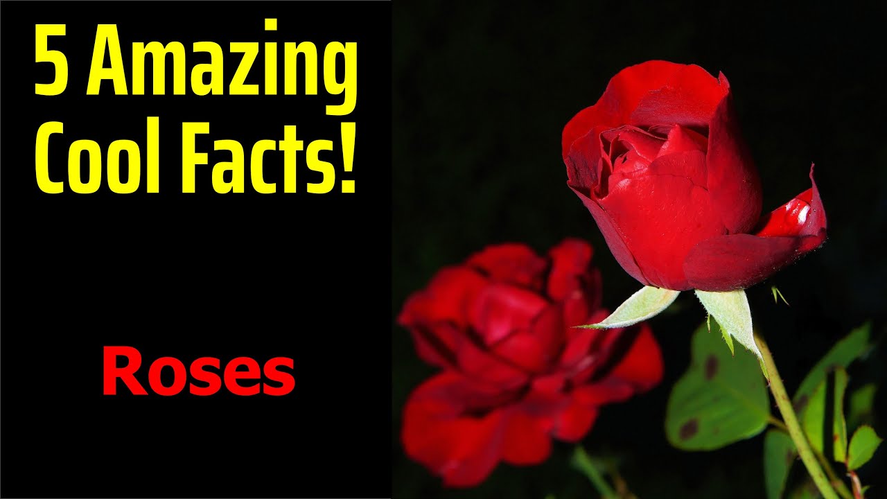 5 Fascinating Facts About Roses