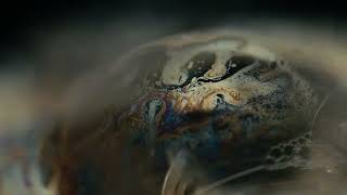 Max Cooper - A Model of Reality (Amy Dyduch video remix)