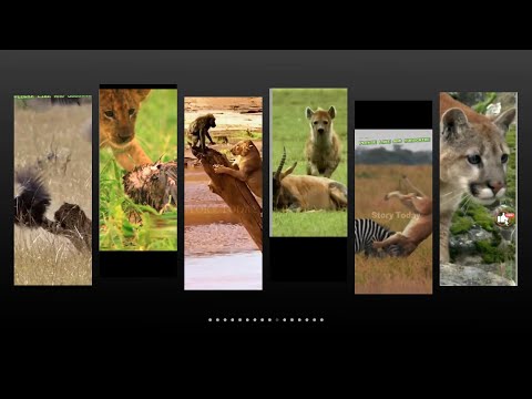animal video|funny animal videos|animal sounds|farm animals|#viral#trending🐯🦁🐱