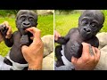Zookeeper shows 2monthold silverback baby gorilla getting stronger