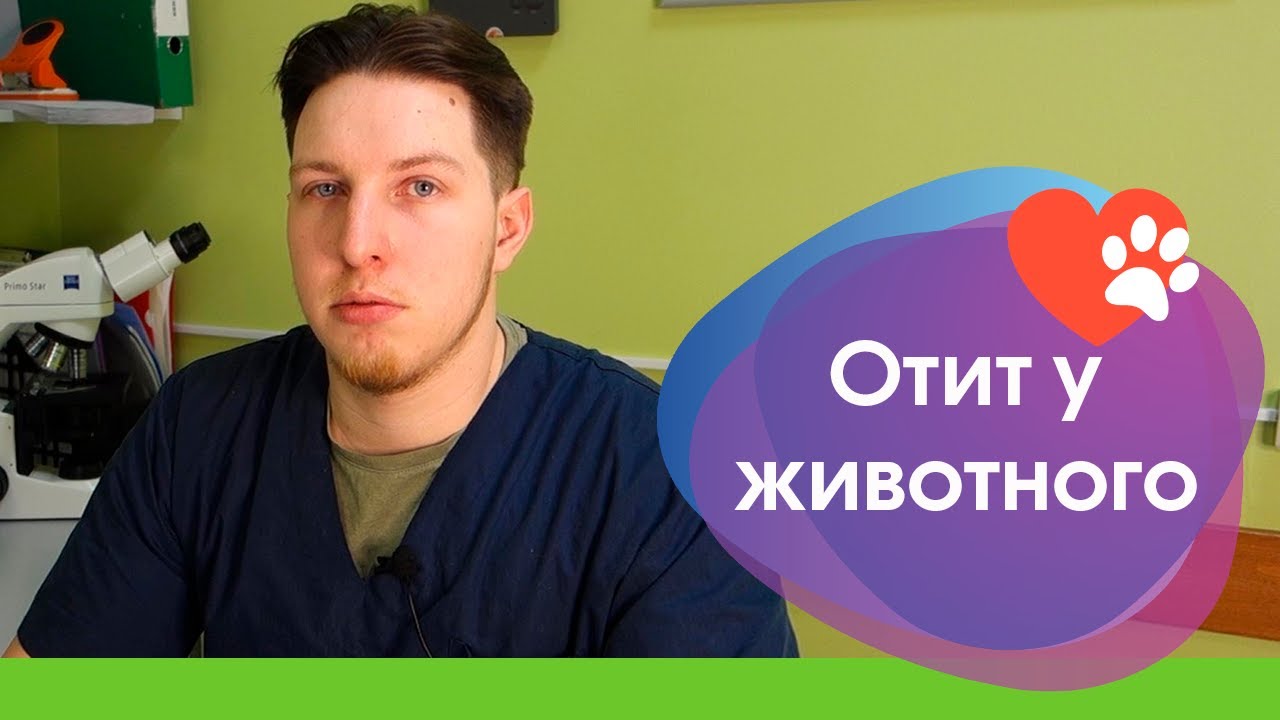 Отит внутреннего уха у питомца - YouTube