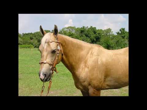 RÜYADA AT ETİ GÖRMEK , RÜYADA AT ETİ YEMEK