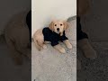 #goldenretriever #youtube #cuteanimal #viral #shortvideos #shorts #dog