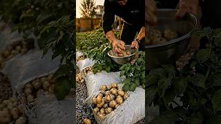 The Easiest Way to Grow Potatoes (No Digging Required!) 🥔