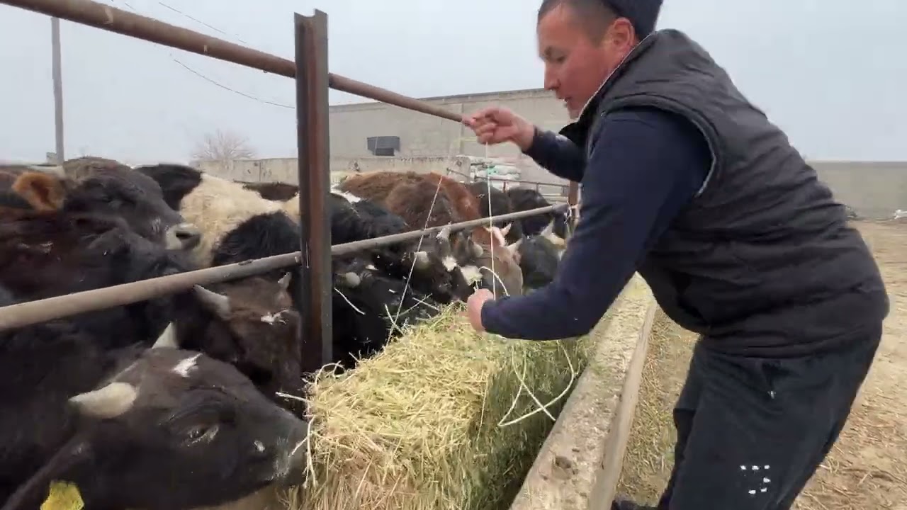 Бакайыр айылы | 