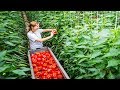 Awesome Greenhouse Bell Pepper Farming - Modern Greenhouse Agriculture Technology